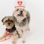 cute healthy yorkshire terrier with nurse cap and stethoscope