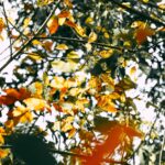 vibrant autumn leaves in a sunlit forest